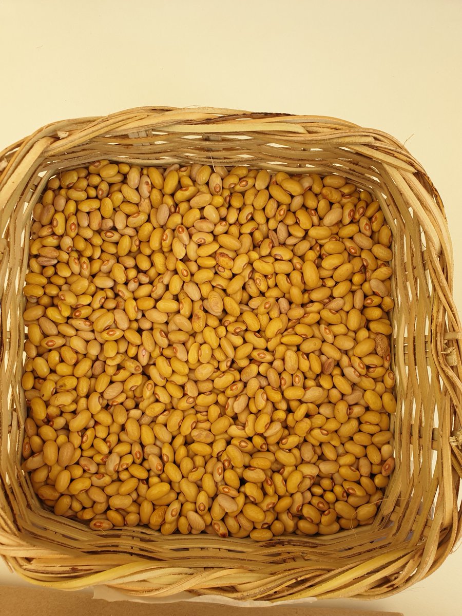 EADC_Uganda's tweet photo. To reduce malnutrition in the Eastern Region of Uganda, we promote the production of the most nutritious beans (Narobean 1 &amp; 3) which are majorly reach in iron and zinc.
#femaleinnovation
#Agribusiness
#socialeconomicdevelopment
#reducepoverty
#reducemalnutrion
#women
#youth https://t.co/mGe5EwoWD5