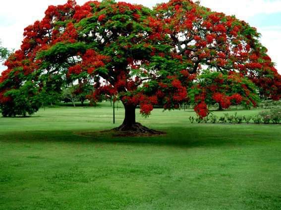 كم اتمنى ان اقدح زناد الموقد واسوي لي دلة وبراد شاهي تحت هذه الشجره والله ما اعلم وين ديرتها وان شاء انه بيصير
