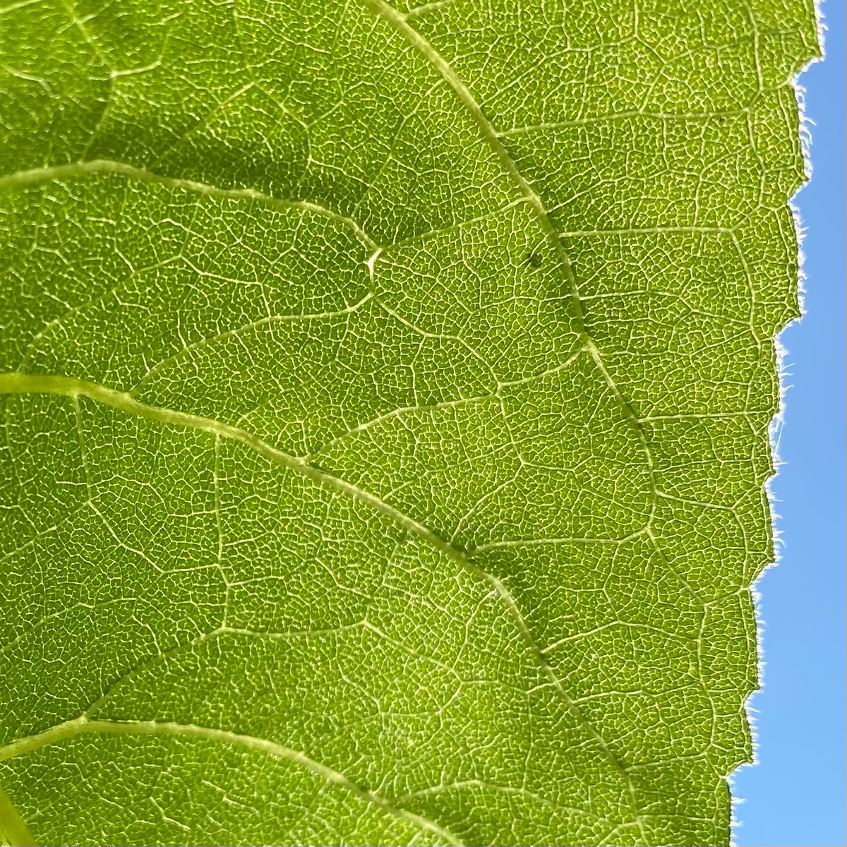 Lauras Garten 🌿 🌷 🌱 tweet media