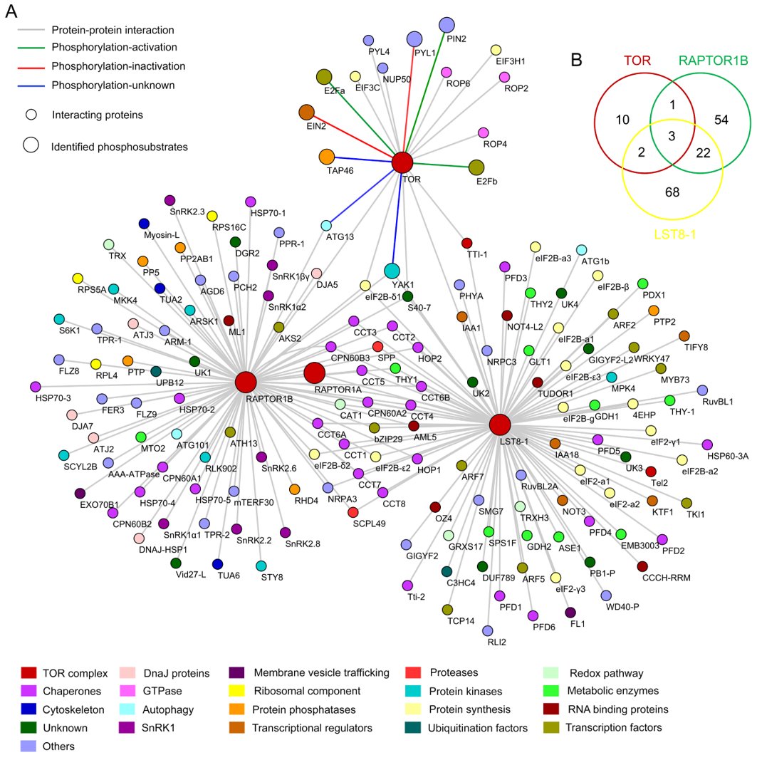 Happy to share the 'social network' of Arabidopsis TORC1 published in <a href="/JXBot/">JXB @jxbotany.bsky.social</a> 
Using the available PPI and phosphoproteome data, we discuss the major nodal points of TORC1 action and highlight unexplored regions of the signaling network.
academic.oup.com/jxb/advance-ar…
<a href="/AshveryaLaxmi/">Dr. Ashverya laxmi</a>