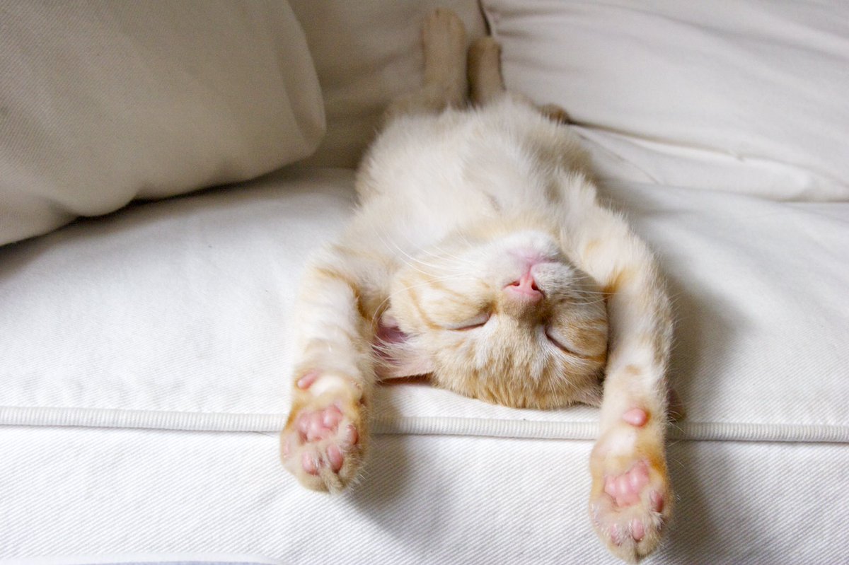 PROBACSA's tweet image. Buenos días! @Leo.probac