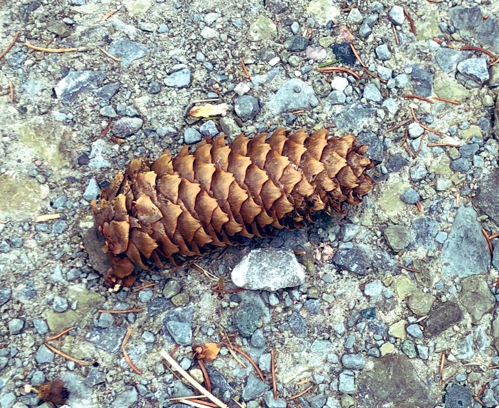 Spotted this baby pangolin on this morning’s dog walk. <a href="/michaelastracha/">Michaela Strachan</a> <a href="/ChrisGPackham/">Chris Packham</a>