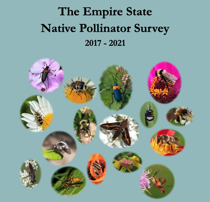 👀 Results of New York's 3-yr Native Pollinator Survey just released... 👀
"38% of New York’s native pollinators are at risk of extirpation from NY. In the worst-case scenario, as much as 60% of the native insect pollinator fauna may be at risk."
nynhp.org/projects/polli…