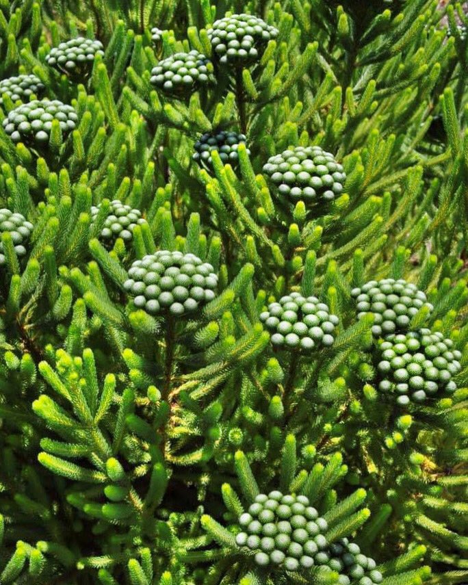 DianaR_Resendiz's tweet photo. #Brunia #albiflora or also called #CoffeeBush after it's coffee scented flowers. This mysterious, almost alien looking #botanical has long leafy branches with beautiful dark green foliage that resembles a pine tree, but is much softer. 🌿🌿🌿 #inspiredbynature #fynbos #cagrown https://t.co/vFBmkczu5S