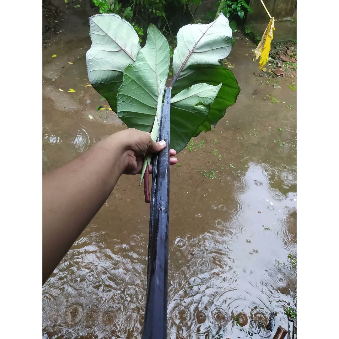 shrutitharayil's tweet photo. Lunch was purple taro stems also called 'taal-u' in Malayalam, suatéed with shallots and garlic. 
.
The stems were soaked in tamarind and rock salt for about half an hour to remove the itching. 
.
#localfood #localtome #decolonizefood https://t.co/p9uMJAVI3K