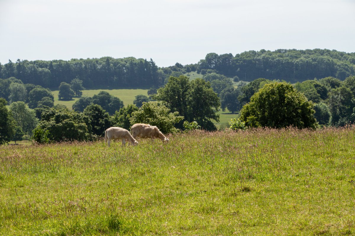 A walk in the countryside is a great way to re-energise🌞

At Berrington, we have several waymarked walks for you to enjoy.

You can download a map to help you find your way: bit.ly/3NOK8w1

#visitherefordshire #countrysidewalks #eatsleepdrinkherefordshire