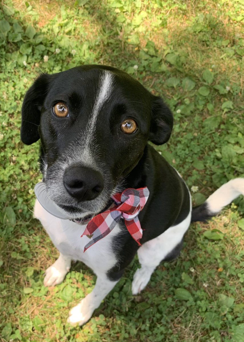 adamfiore111's tweet photo. Rescuing Luna has been a life changing experience for me. Dogs can teach us so much about unconditional love and selflessness. And look at those eyes! #dogs #puppylove #puppy #dogsoftwitter #love #gratitude #LimitlessAF #mindfulness #transformation #Health #mentalhealth https://t.co/aLjjXYDjQ1