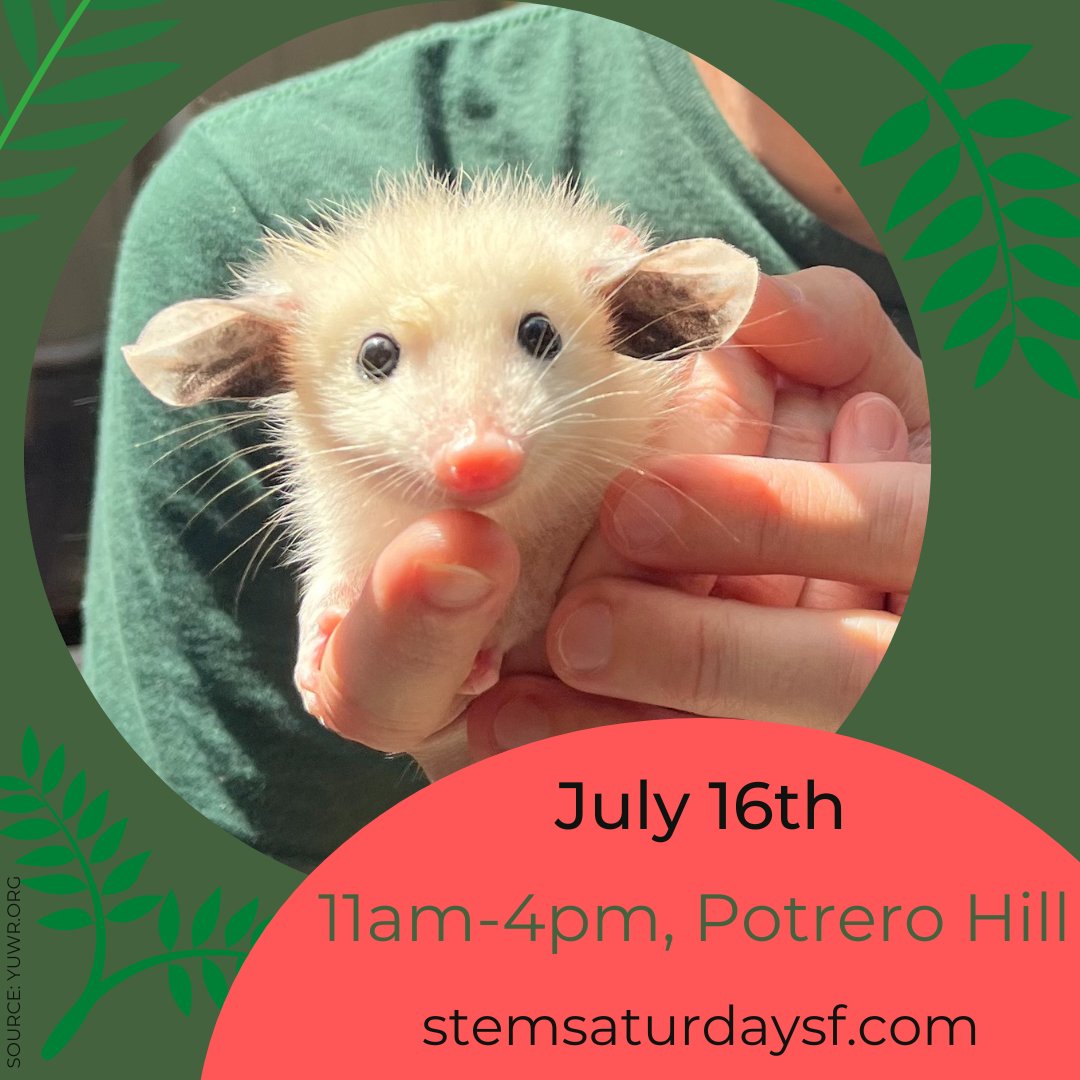 YggdrasilWild's tweet photo. Meet our educational ambassador, Opal the Opossum, at the Potrero Hill STEM event on Saturday July 16, 11am-4pm!
Opal will be helping us learn about the  amazing things opossums contribute to urban environments! 
Event: https://t.co/bMBMcbpFjU 
@stemsaturdaysf  #yggdrasilwildlife https://t.co/xtZeZCquma