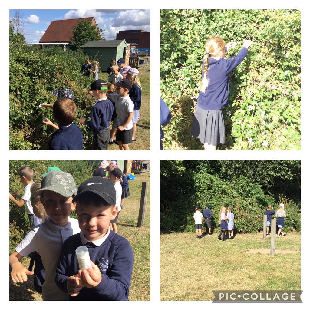 Shotley Zebras tweet media