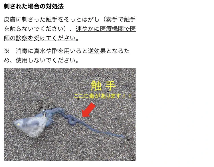 @Ortho_FL カツオノエボシの触手は最長50mとか書いてあったりして震えてます
気付いたらソッと離れ海水浴場の場合はライフセーバーさんへ伝える等した方が良いそうです
(海岸漂着物危険物対応ガイドラインより) 