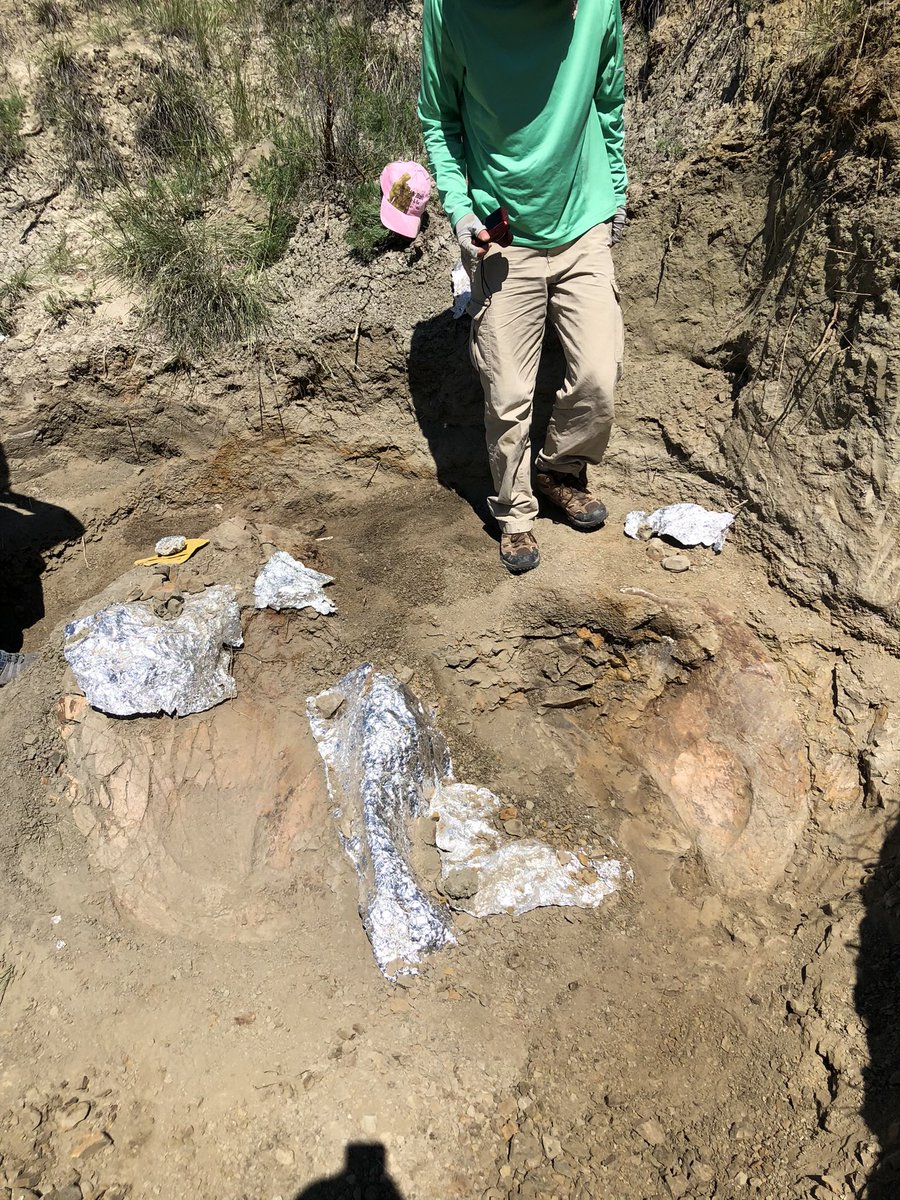 How it started vs. how it’s going ☺️ the pile of seemingly insignificant bone chunks I found in hell creek last year that I just had a strong feeling about, have revealed themselves to be a 1.82 meter long complete adult triceratops frill and dentary with unworn teeth