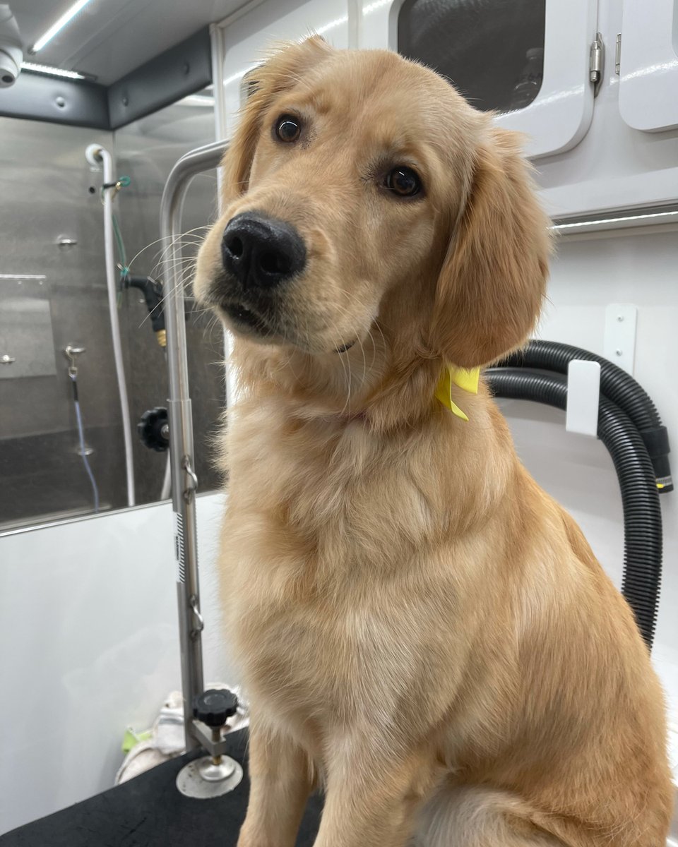 Groomington's tweet image. My mom just told me she's older than GOOGLE. I can't tell if she's kidding....
#Google #WhatIsInternet #GoldenGram