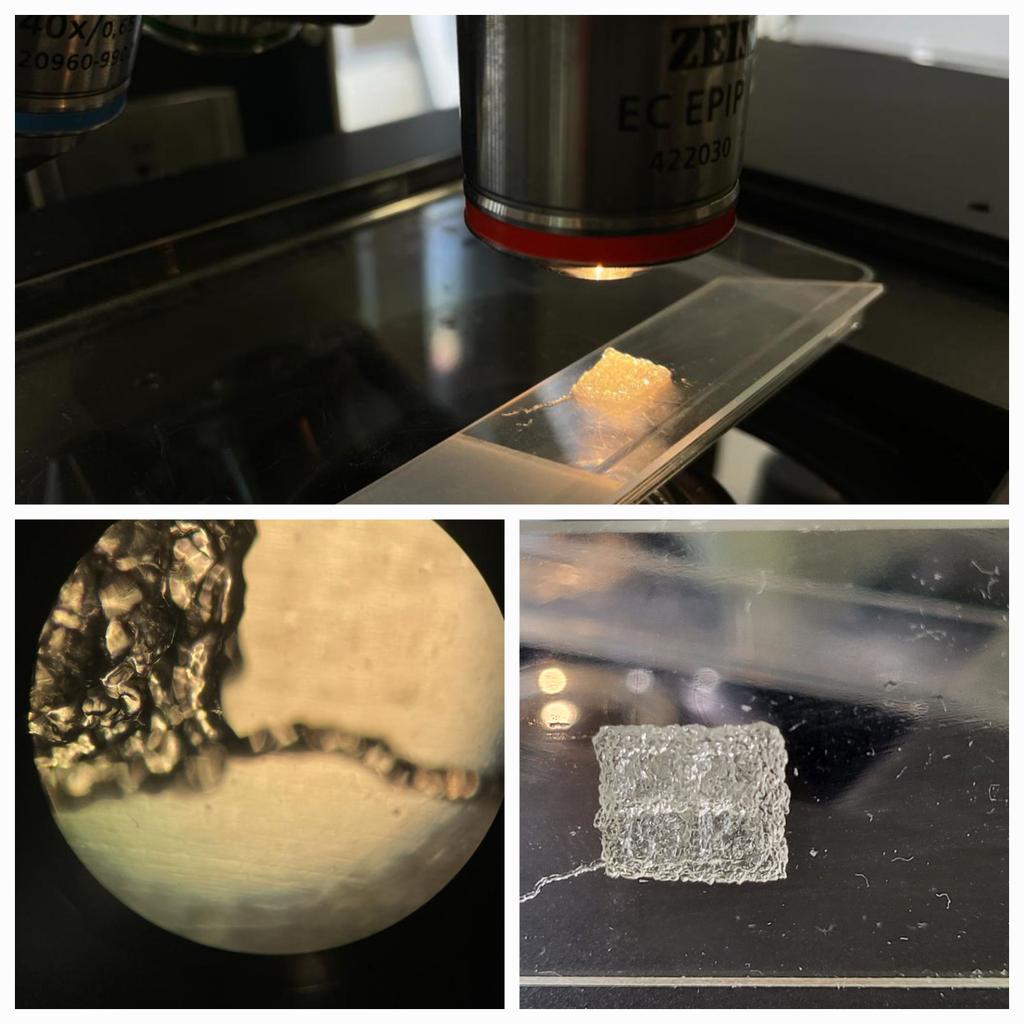 Here in <a href="/vanhest_lab/">van Hest Lab</a>, we're printing some interesting stuff with <a href="/FELIXprinters/">FELIXprinters</a>. Our new intern Léocadie Edet printed this beautiful pyramid shape with something spectacular embedded within the hydrogel. Keep watching for new updates!