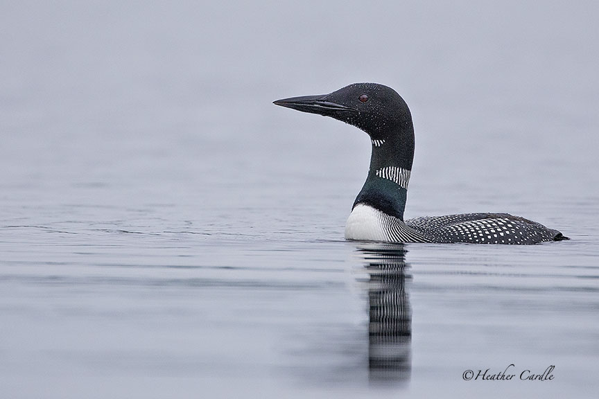heathercards's tweet photo. #ChickPicotheDay (Day 3,870)
I just love it when a Loon pops up in front of me out of nowhere.
#Loon #SpiritAnimal #Waterbeads #Posing #Fishing #HeatherCardlePhotographer #KayakCameraGirl #FollowMe #BirdFreak https://t.co/UX4Wg6reka