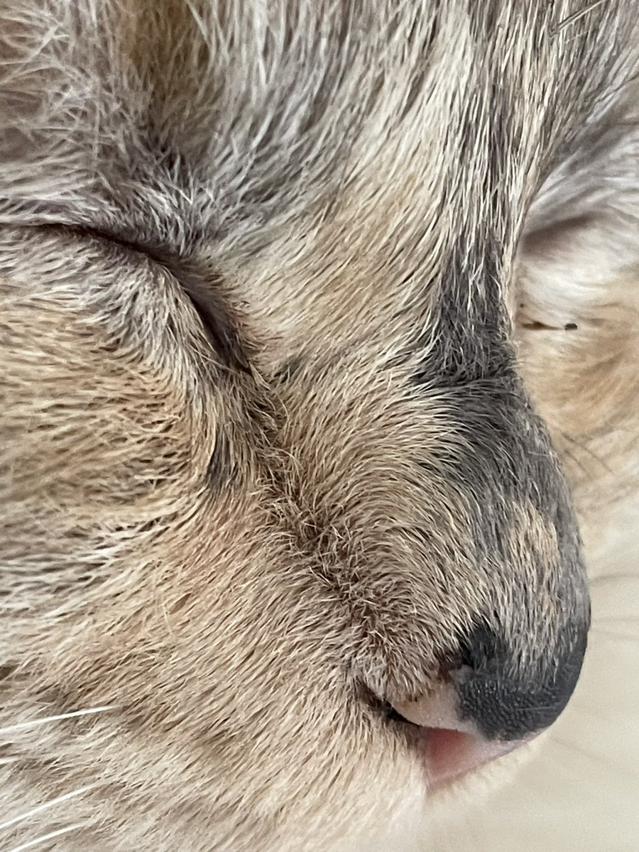 Kimi wou slapen maar tweevoeter wou foto’s maken, nu is Kimi boos bovenop de kast gaan liggen😸😸