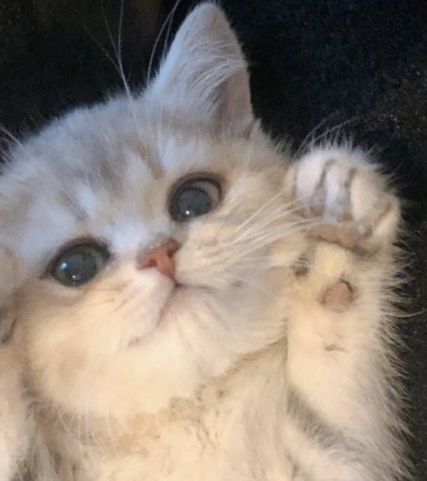 🐱✊🏻
#강다니엘 #KANGDANIEL