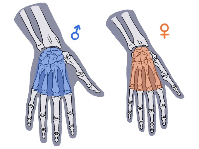 「伊豆の美術解剖学者@kato_anatomy」 illustration images(Oldest)｜4pages