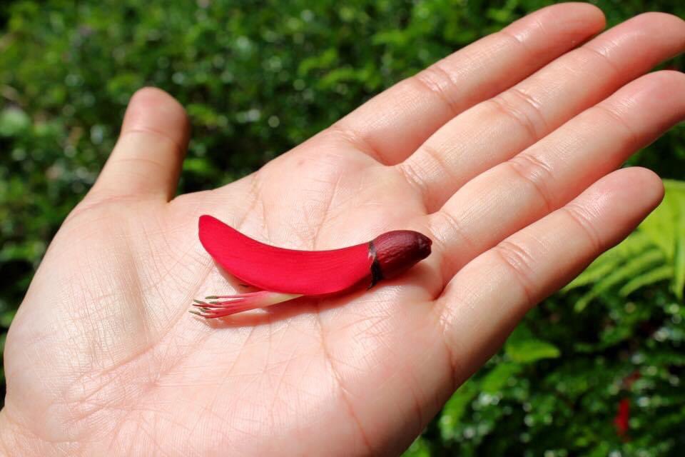 IBelizeit's tweet photo. "Somethings in life can't be explained." 

#nature #birdflower #flowers #Wanderlust #ChillininTaiwan https://t.co/Am4frxS1CS