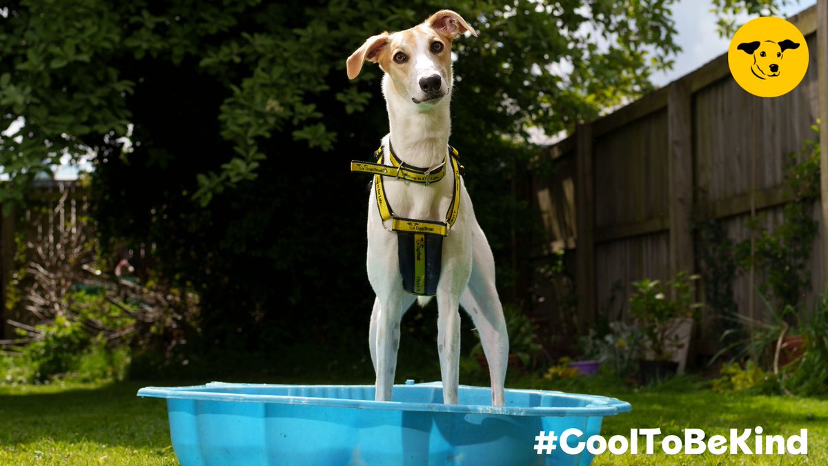 DogsTrust_IE's tweet photo. Do you know the signs of heatstroke in dogs? 

Head over to our website to learn the visible signs to look out for: https://t.co/Ep5sOCRGwR 

If you think your dog may be suffering from heatstroke, contact your vet immediately &amp; offer your dog small amounts of water to drink! https://t.co/USzrh6nGsB