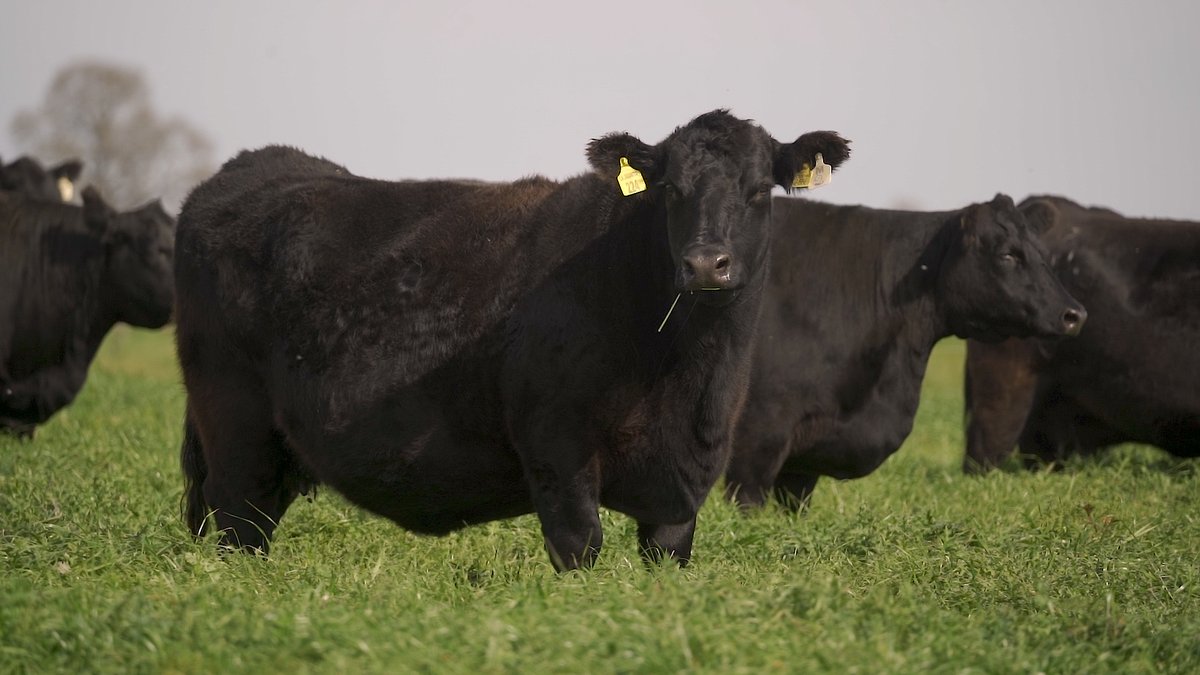 canal_ganadero's tweet photo. Faltan 2️⃣ días para la 26º Gran Venta Selección
Lo mejor de la producción de La Juanita, Surangus & La Negra a venta este jueves 7 a las 12:30hs por Canal Ganadero 👈
#angus #anguscolorado #ganaderia #campo #campoargentino #ganado #remate https://t.co/B33c3xXZXN