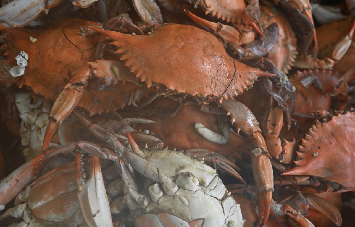 MDSeaGrant tweet media