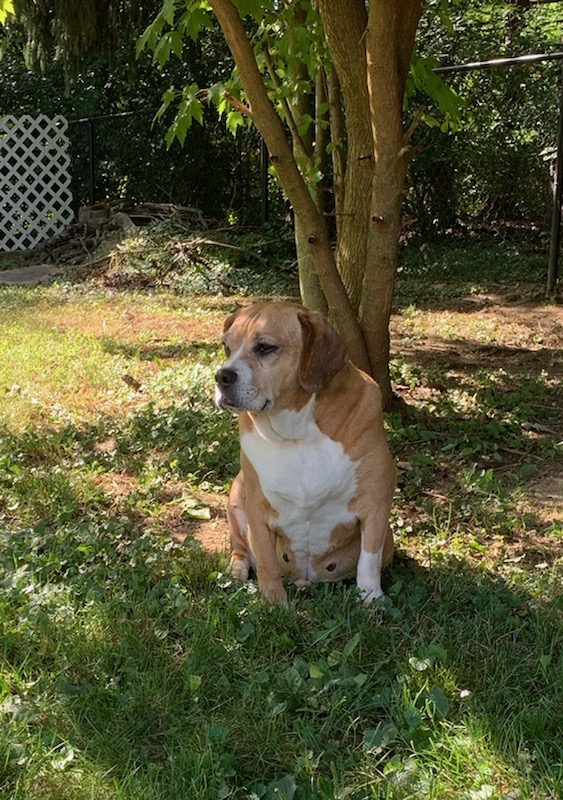 Our Daisy passed this morning. She was a rescue &amp; one of the best friends one can have. I'm devastated but she's in a much better place now. Love you girl...Always !