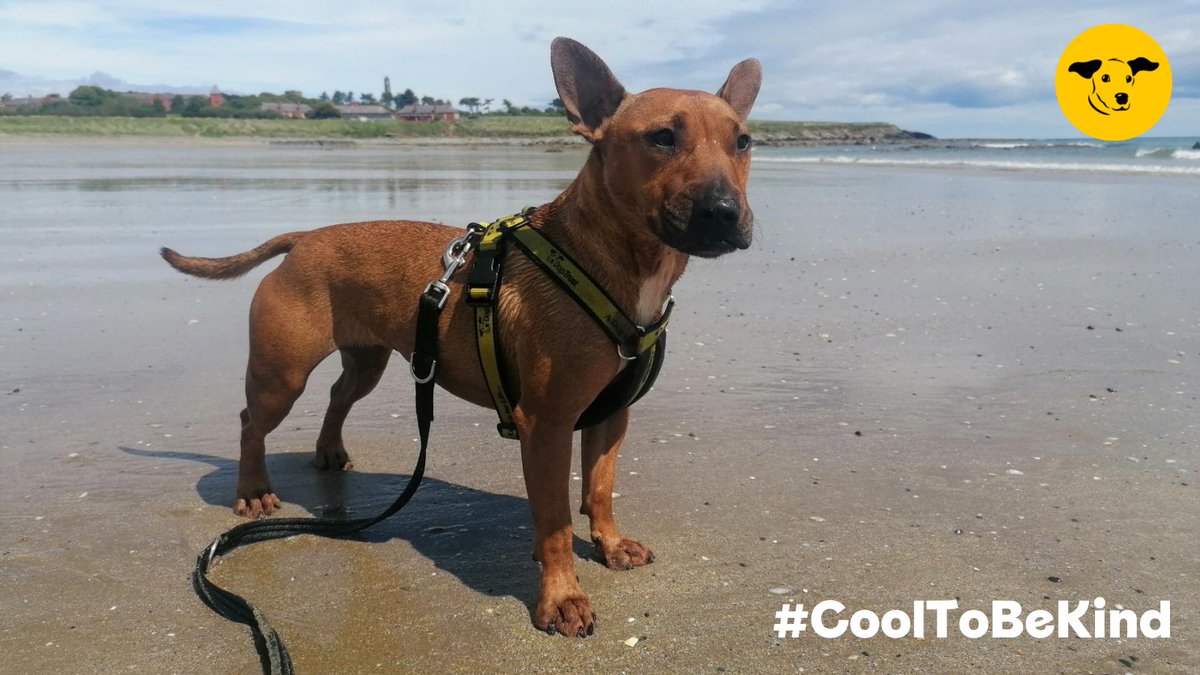 DogsTrust_IE's tweet photo. Are you planning a beach trip, or picnic in the park with your dog this #weekend? Please plan ahead to avoid traffic so your dog isn’t travelling in a hot car for too long. 
Please, NEVER, ever leave your dog alone in a hot 🚗- just a few minutes can be fatal #CoolToBeKind https://t.co/DCWBhBRu7t