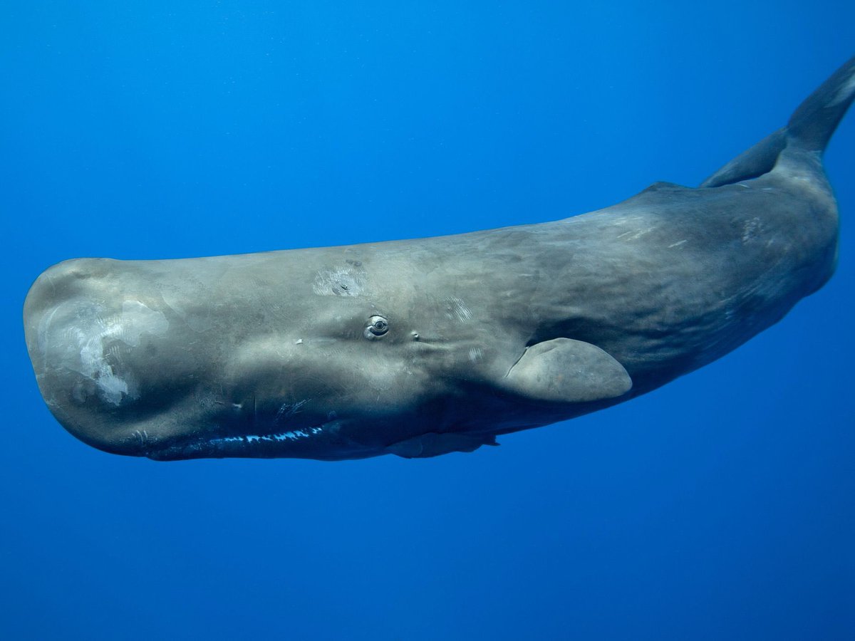 این نهنگ بدبختو توی انگلیسی صداش میکنن Sperm” Whale” و توی فارسی صداش میکنن “نهنگ عنبر” توی خونه هم صداش میکنن “کله کیری” کلا خیلی موجود بدبختیه