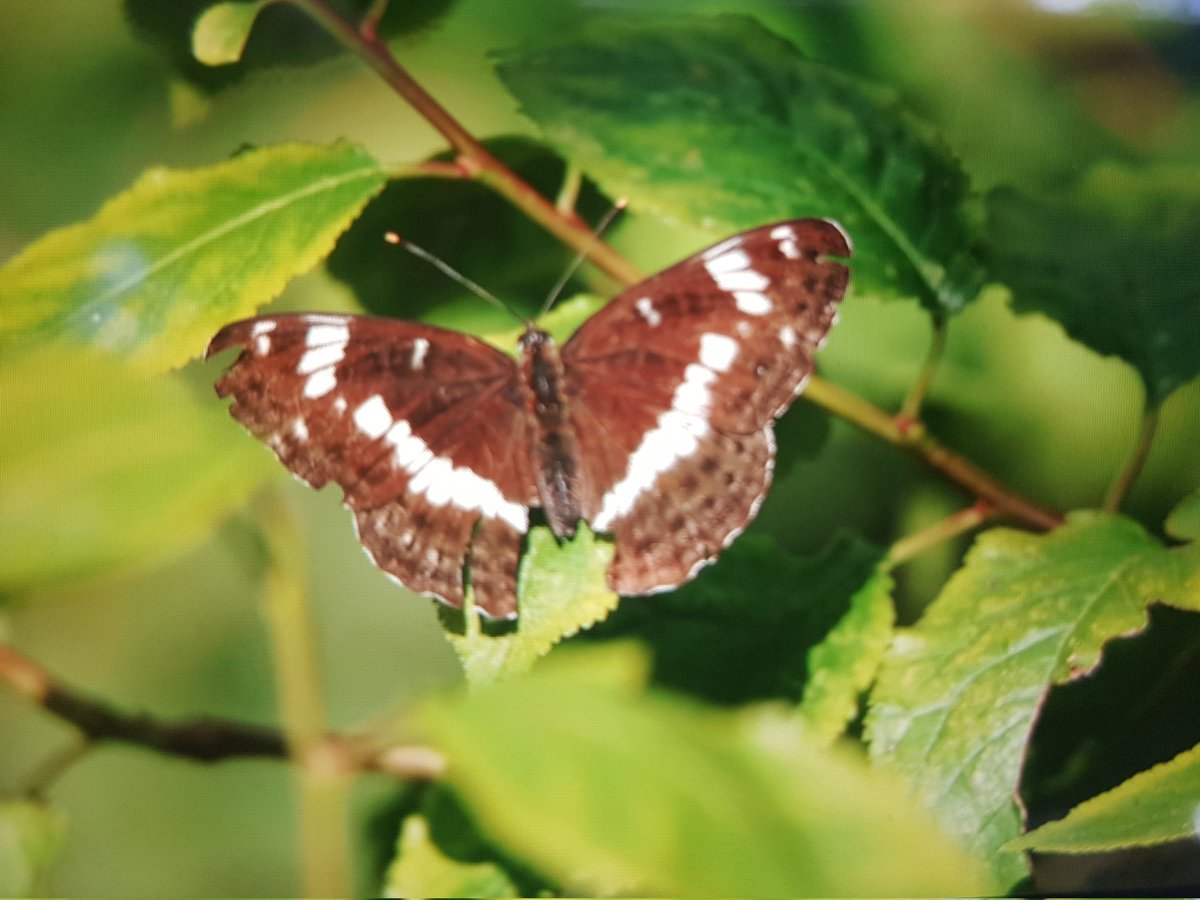 White Admiral at Amwell NR this morning (BOC shot) - by the wooden bridge over the Lea near Hollycross Pit (a site first for me).