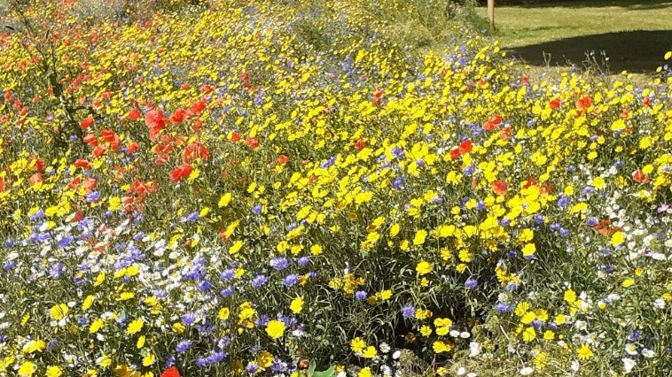 GloucesterCity's tweet photo. Happy pollinators and happy residents! πΈ
Wildflowers have been sown all over the city as part of the #ERDF funded #UrbanGreeningProject. We were awestruck by this patch at Lacy Close πΌ
Which areas are your favourite? #MyGloucester https://t.co/mJ80mghXBW