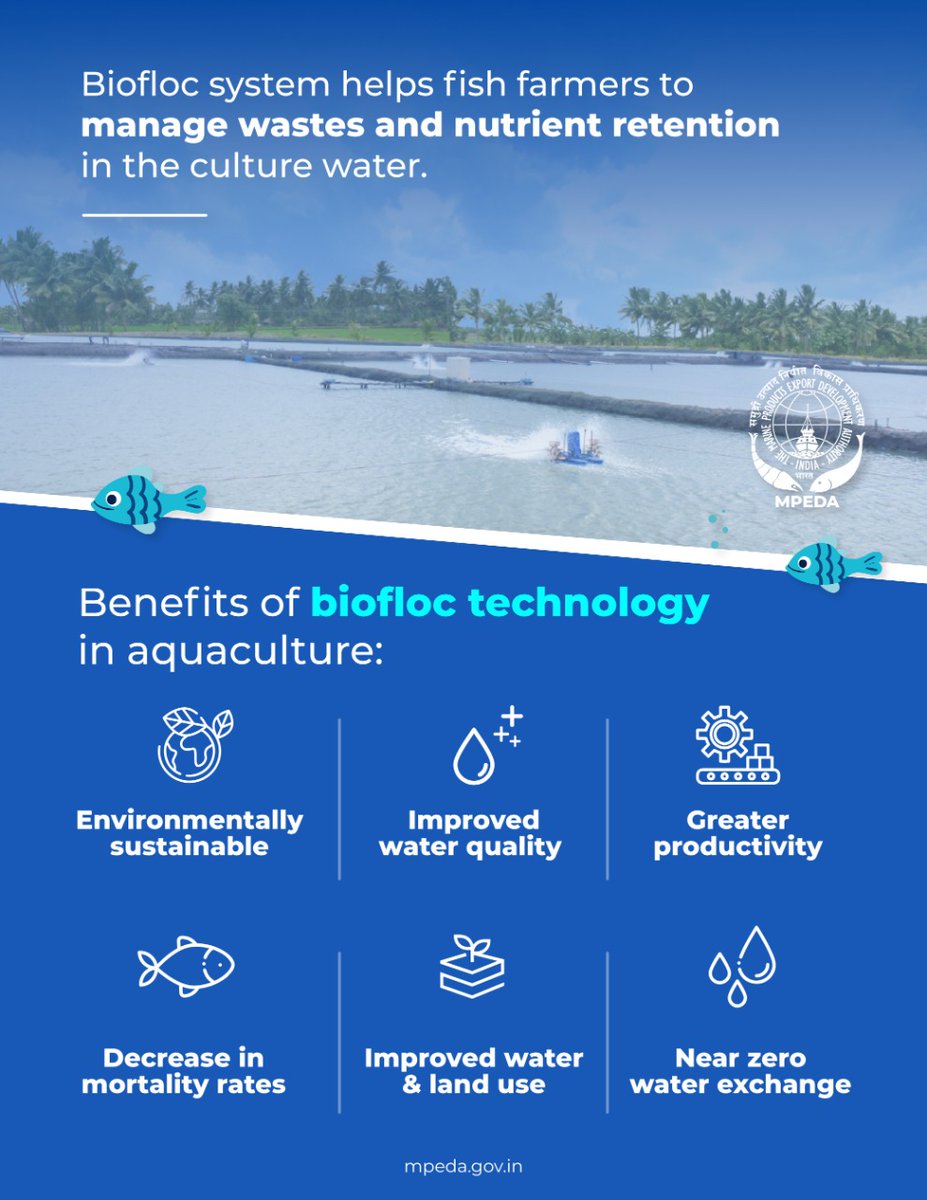 MPEDACOCHIN's tweet photo. Make use of the Biofloc system.

The Biofloc system helps fish farmers manage waste and nutrient retention in the culture water.

@DoC_GoI @ICAR_CMFRI @icarcift 

#Biofloc #BioflocSystem #Aquaculture #MPEDA #Seafood https://t.co/rwA0UOkT9m