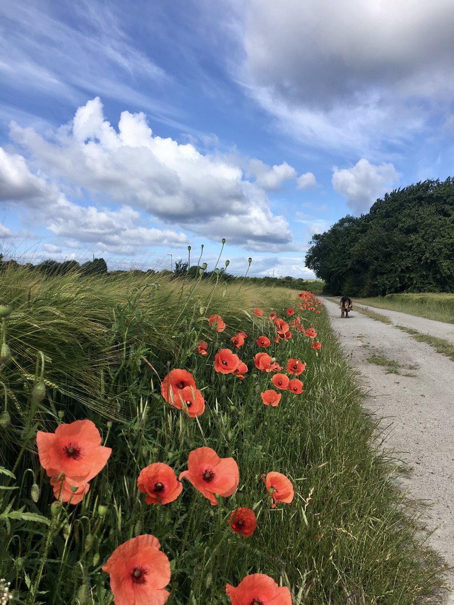 holomolo112's tweet photo. Had a looong walk this morning #edtwtw #edwalk https://t.co/qtezPSqSLt