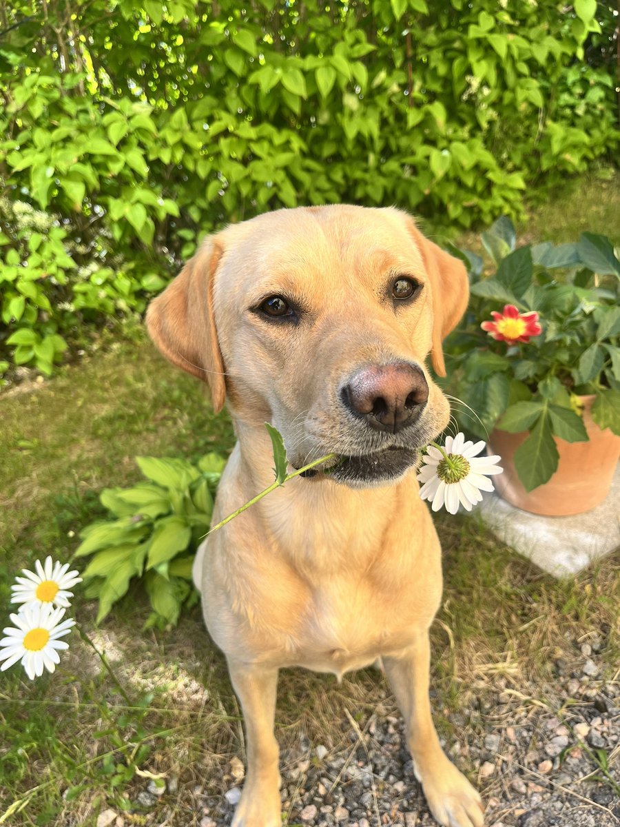 Malin Olovsson tweet media