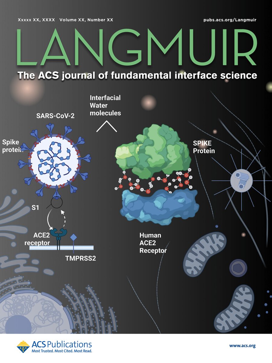 #Coverpage story doi.org/10.1021/acs.la… Happy to Share our recent publication as cover page story on ACS Langmuir. We investigates the role of interfacial water in SARS-Cov spike protein provides stability, interaction and uptake (infectivity) with ACE2 expressing A549 cells
