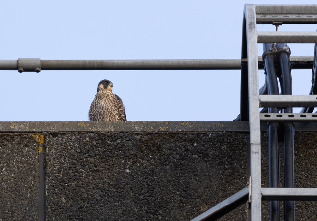Liammedwardss's tweet photo. It’s been amazing to watch these three Peregrine Falcons from the day they hatched up until the day they fledged. All three are doing extremely well. The adults have been teaching them to hunt with food passes mid flight. A more successful year this year for @LeamPeregrines PJC https://t.co/lKwp5LB28h