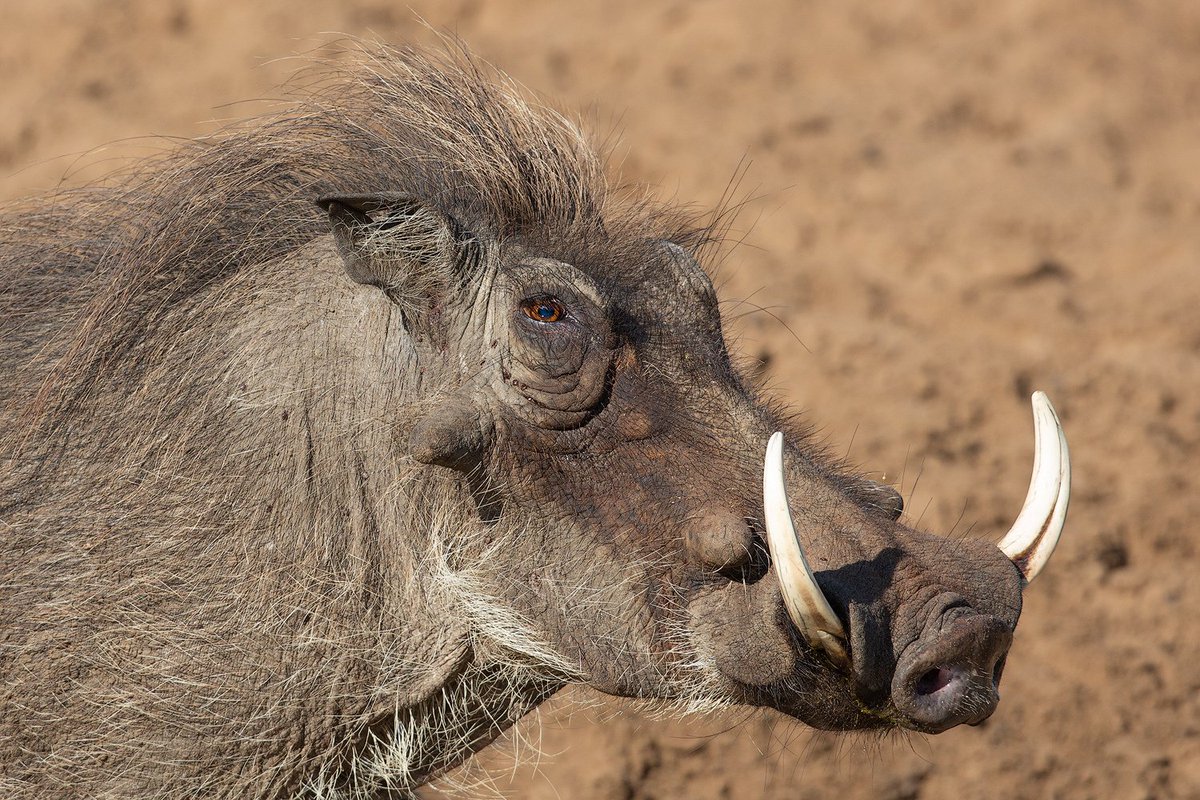 Our paper in warthogs genomics is published in Molecular Biology and Evolution @MolBioEvol! academic.oup.com/mbe/article/39… Short thread below with the main findings. 📸 Common warthog by @MogensTrolle