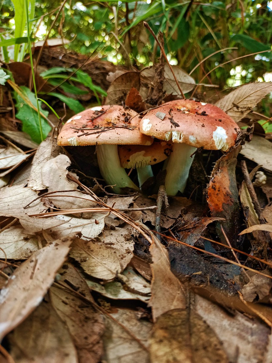 Wild Mushrooms at our place. 
#wildmushrooms #mycology #fungi #mushrooms #naturalfarming #SaveSoil