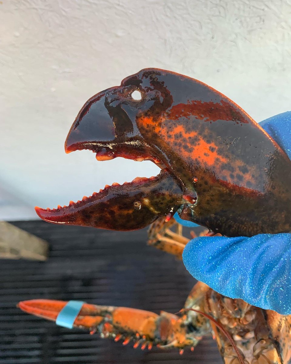 Claw of the day! #lobsterfishing #CapeBreton