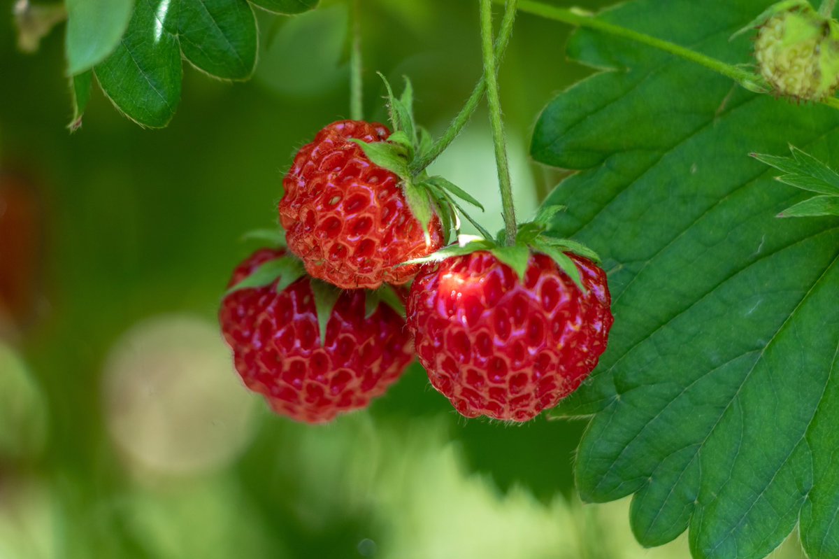 Our Little Scarlet strawberries are tiny, rare & intensely sweet. Wilkin & Sons are believed to be the only commercial growers of these tiny berries anywhere in the world today, making Little Scarlet Conserve utterly unique to Tiptree.🍓 #LittleScarlet #LittleScarletConserve