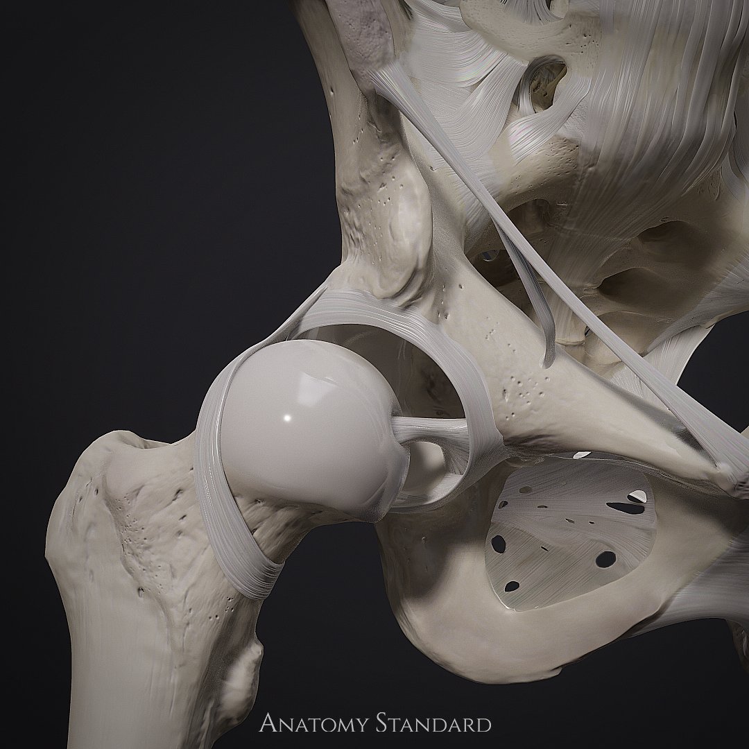 We continue the work on the model and have added the ligaments of the hip joint. Hope you like the result!

#hipjoint #pelvis #femur #hip #anatomystandard #ligaments #hiphealth #hipreplacement #hipmobility #3danatomy #anatomy #anatomydrawing #anatomyillustration