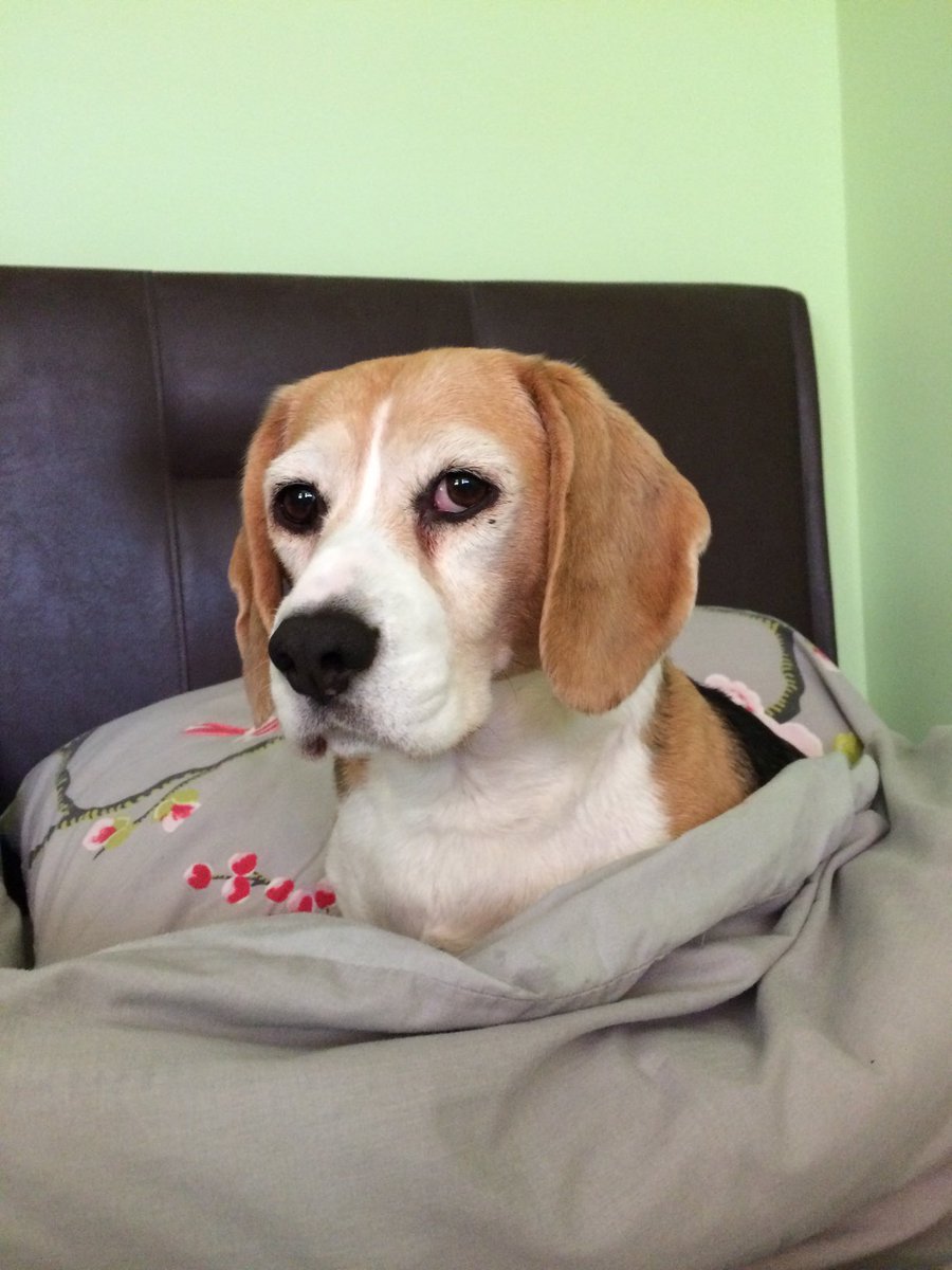 Eddie, 🌈Angel Ella, Winnie, Johnny, Ziggy & Axl tweet media