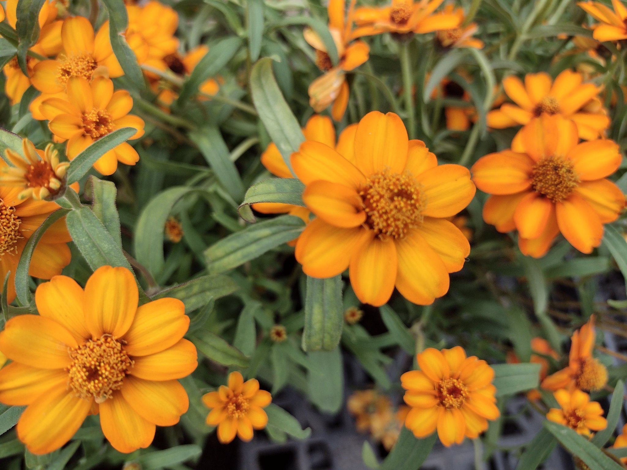 ジニアリネアリス Twitter Search Twitter