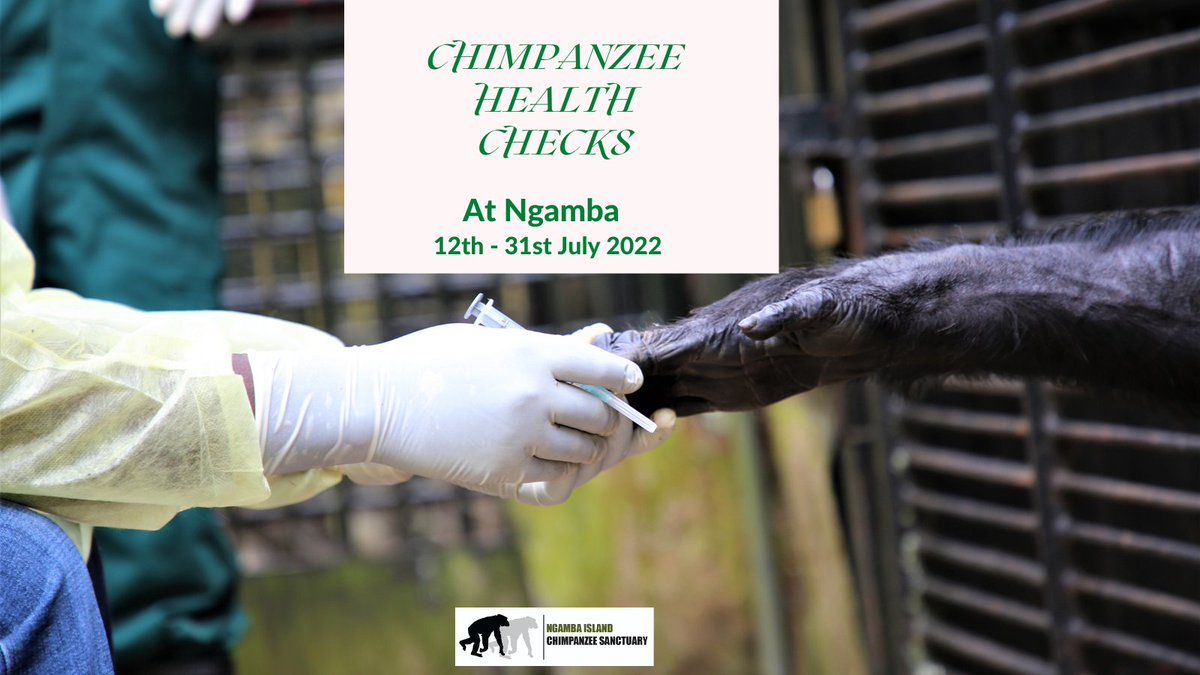 ngambaisland's tweet photo. #ChimpHealthChecks
It’s the time of the year when the chimpanzee community at #Ngamba #Island gets shivers; it’s #health check season. Join us from 12th-31st July 2022 for either a day or overnight stay and  have a chance to watch these incredible procedures with a lot to learn. https://t.co/dVYngRwptw