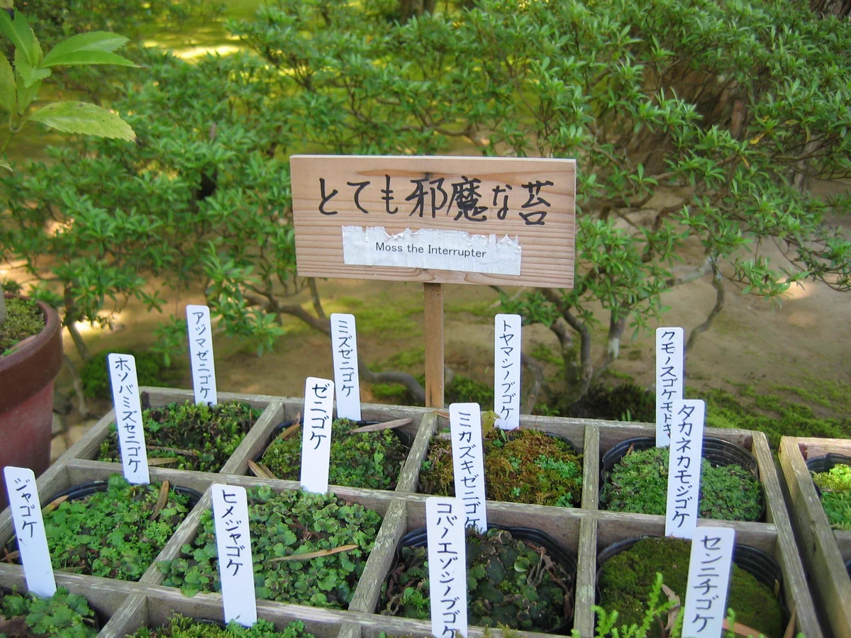 邪魔な苔と大切な苔。苔界隈にもヒエラルキーあり。苔にもいろいろ種類がありますからそりゃランク付けもされようものです