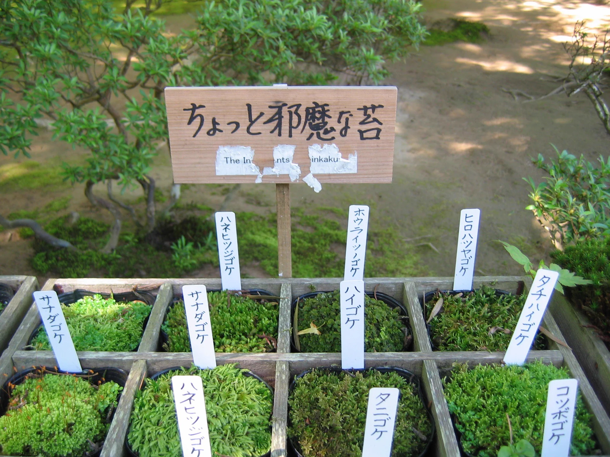邪魔な苔と大切な苔。苔界隈にもヒエラルキーあり。苔にもいろいろ種類がありますからそりゃランク付けもされようものです