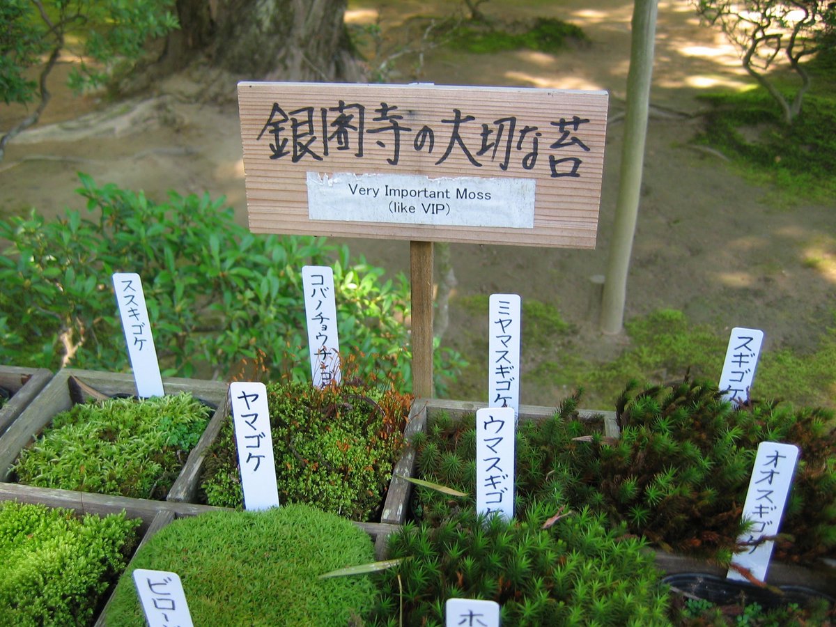苔界隈にもヒエラルキーがある とっても邪魔な苔 銀閣寺だ など Togetter