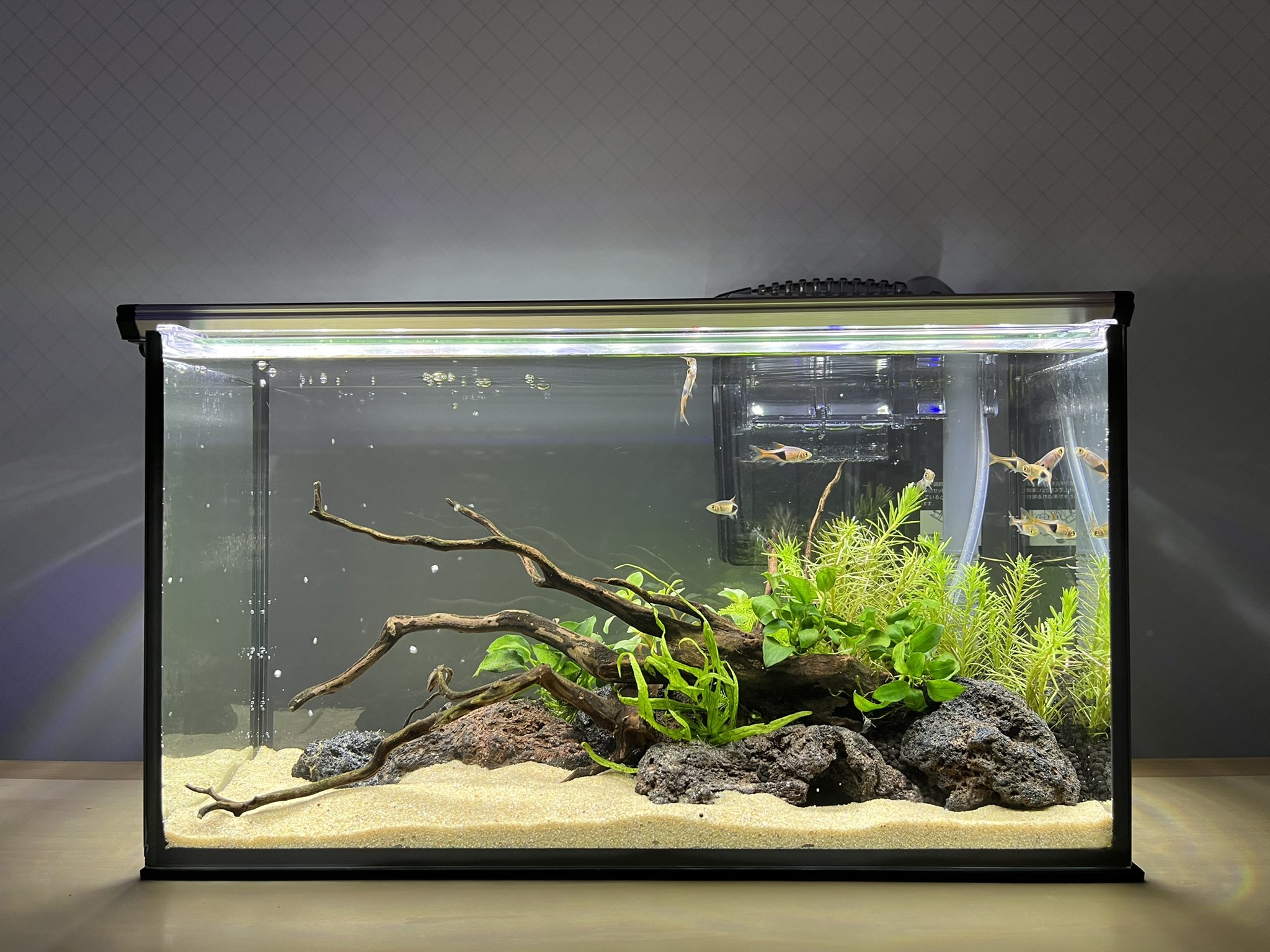 Follow 木下裕人 Hiroto Kinoshita S Aquarentarium Latest Tweets Twitter
