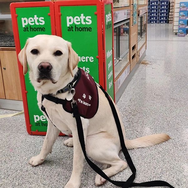 Earlier this year, Pets at Home colleagues chose Hearing Dogs for Deaf People for their Summer Fundraising Appeal 2022. The Appeal is taking place during July across all Pets at Home stores and money raised throughout the month will be used to transform the lives of deaf people.