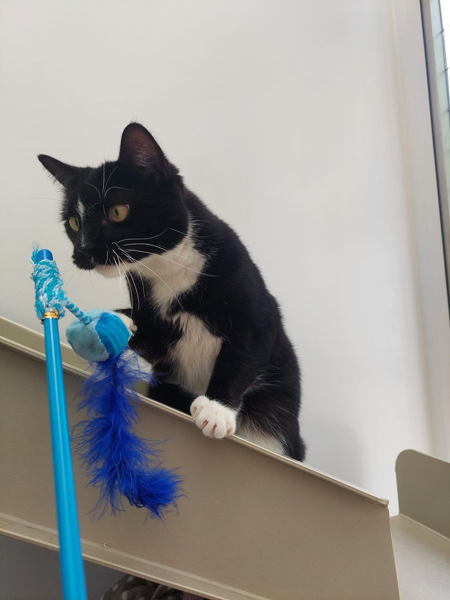 Handsome lad Sylvester would love an owner who will engage in a bit of playtime! He can also be wonderfully affectionate when he feels like it and will wander off for a snooze once he's had enough. 
More about Sylvester and how to adopt on our website:
bathcatsanddogshome.org.uk/.../sylvester/…