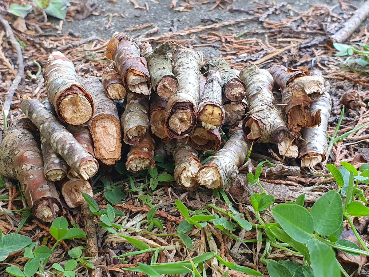 One of these things is not like the other..... amazing buff-tip moth camouflage #WestCork #irishmoths